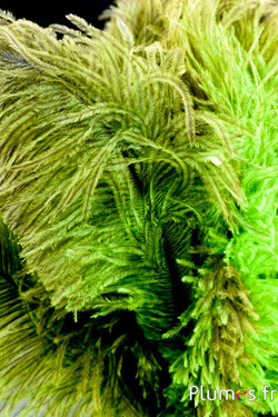 Autruche - 30-40 cm - gris naturel-lime